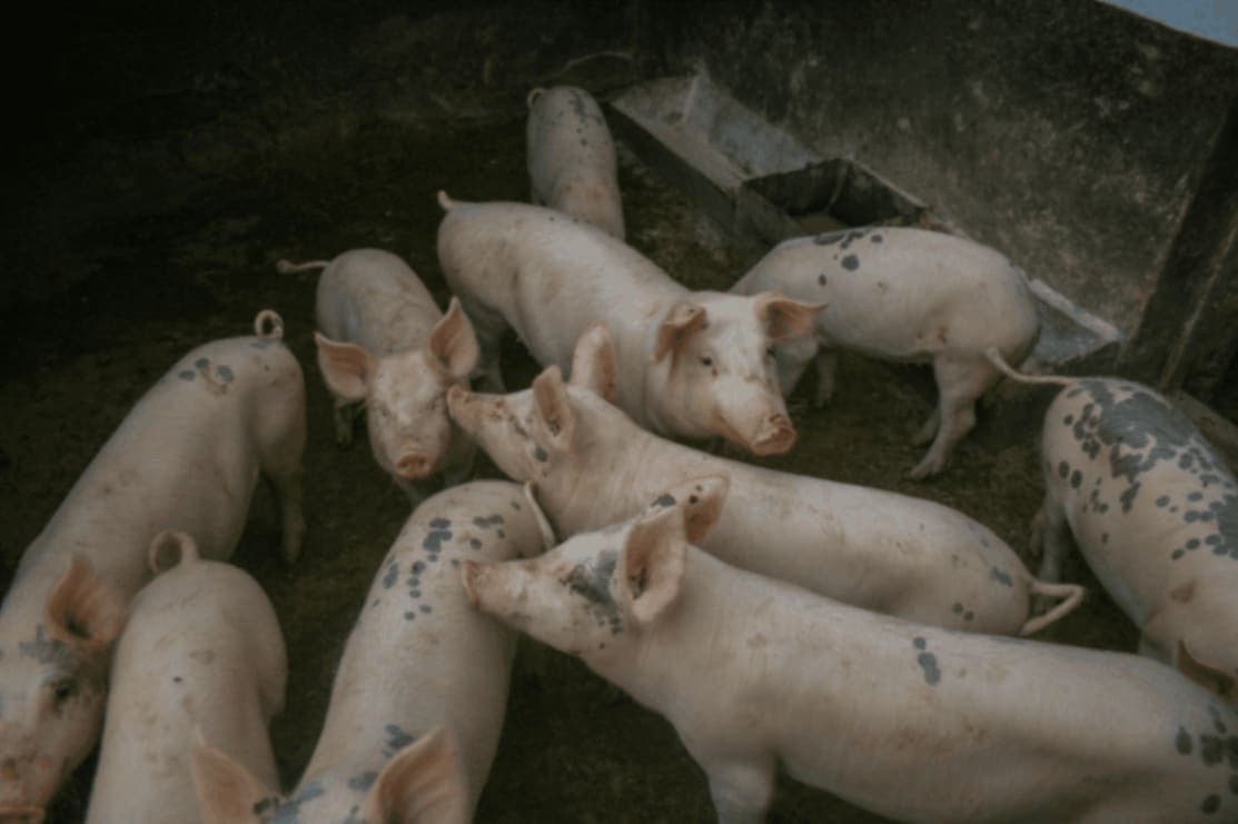 Photo of pigs