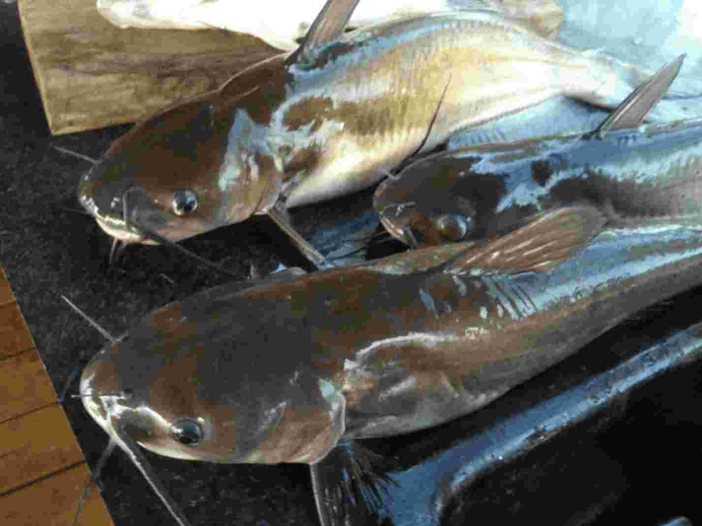 Photo of a catfishes