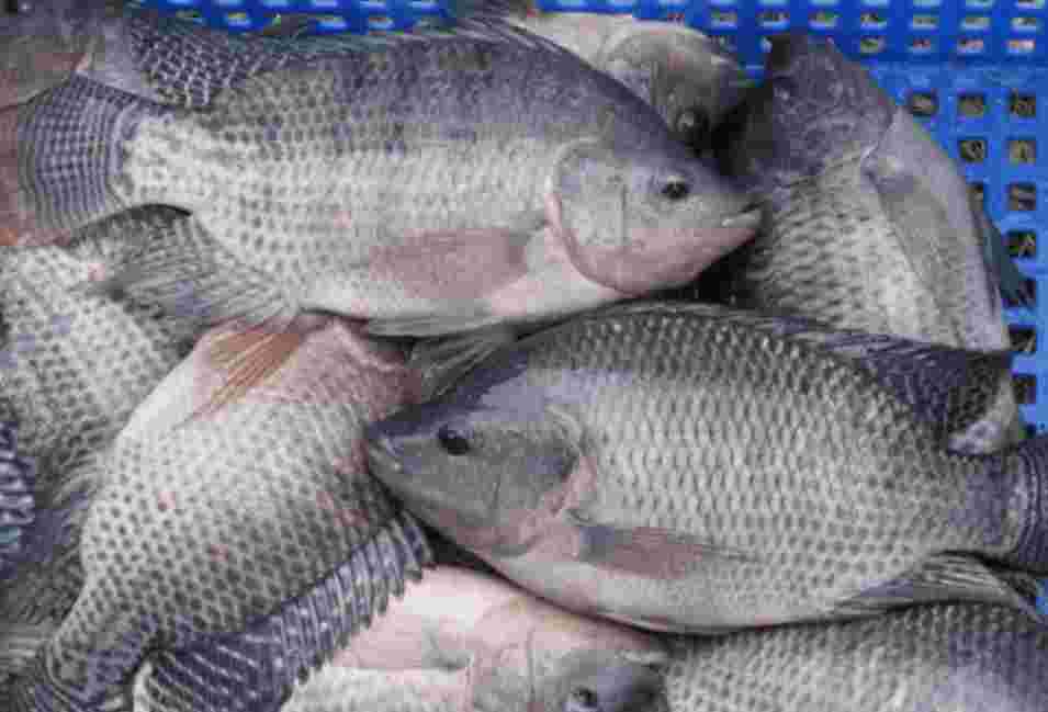 Photo of a tilapia fishes